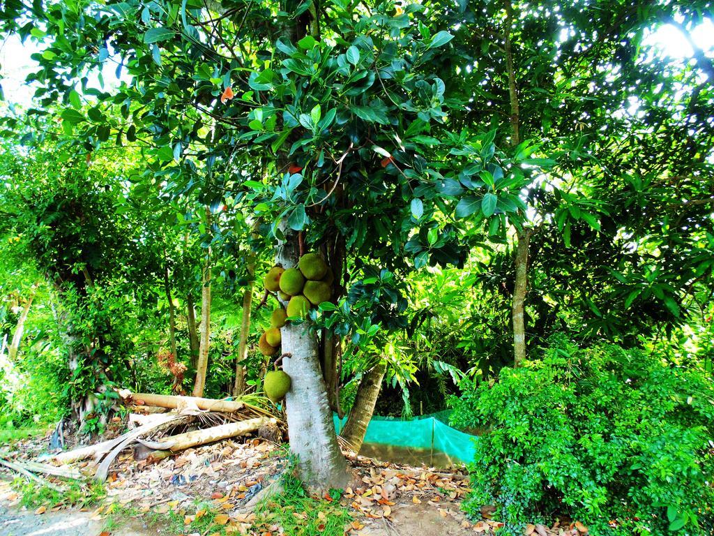 Flower & Frog Homestay Sa Dec Exterior foto